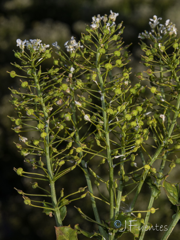 Cardaria draba draba.19