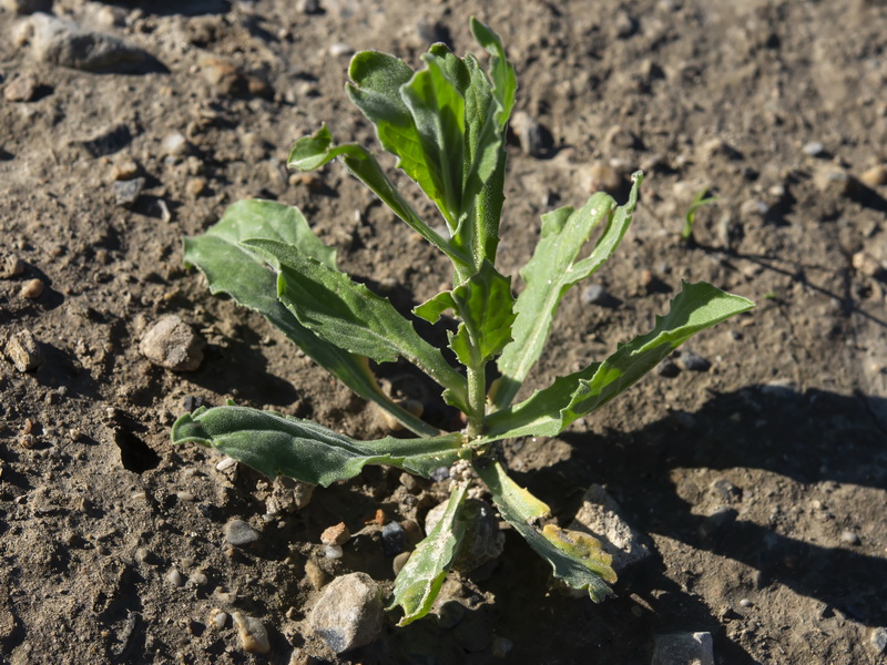 Cardaria draba draba.21