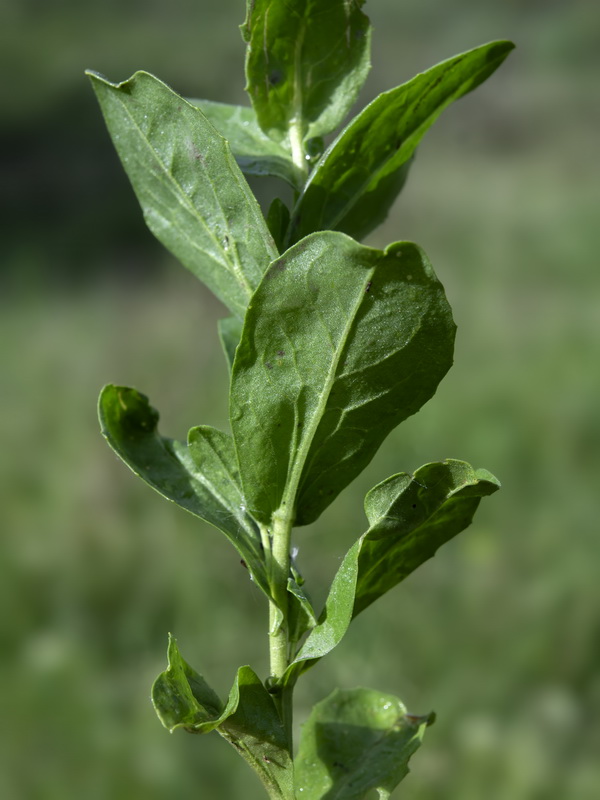Cardaria draba draba.22