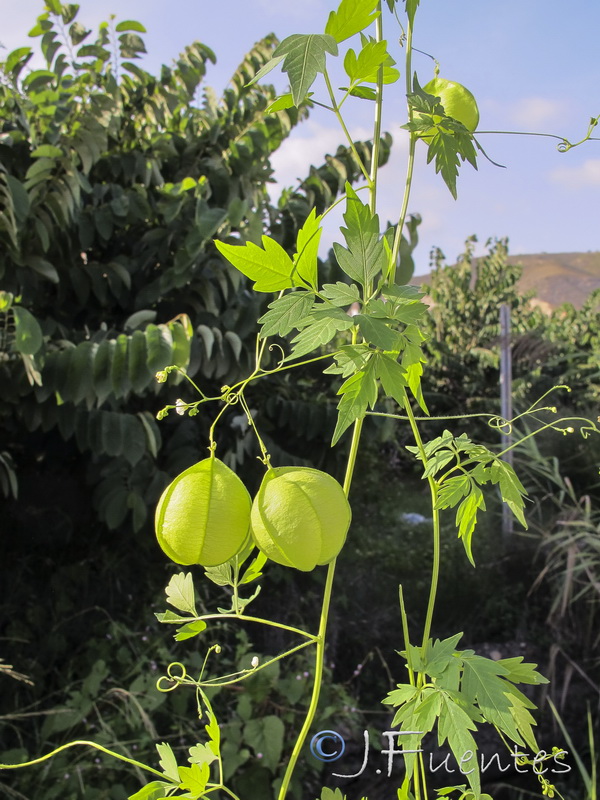 Cardiospermum halicacabum.01