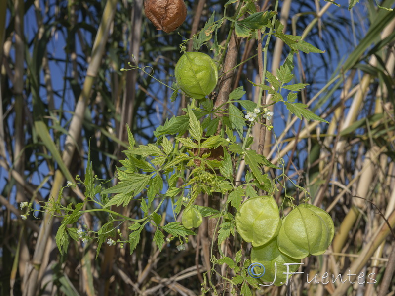 Cardiospermum halicacabum.03