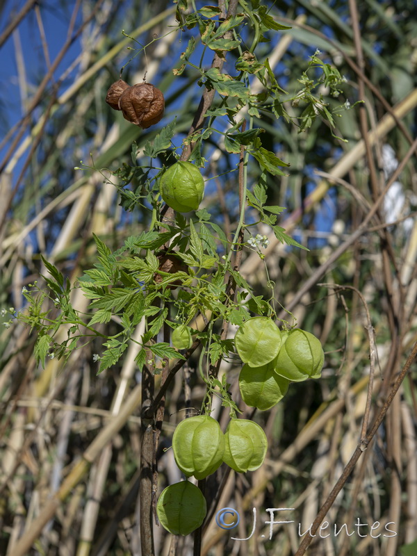 Cardiospermum halicacabum.04