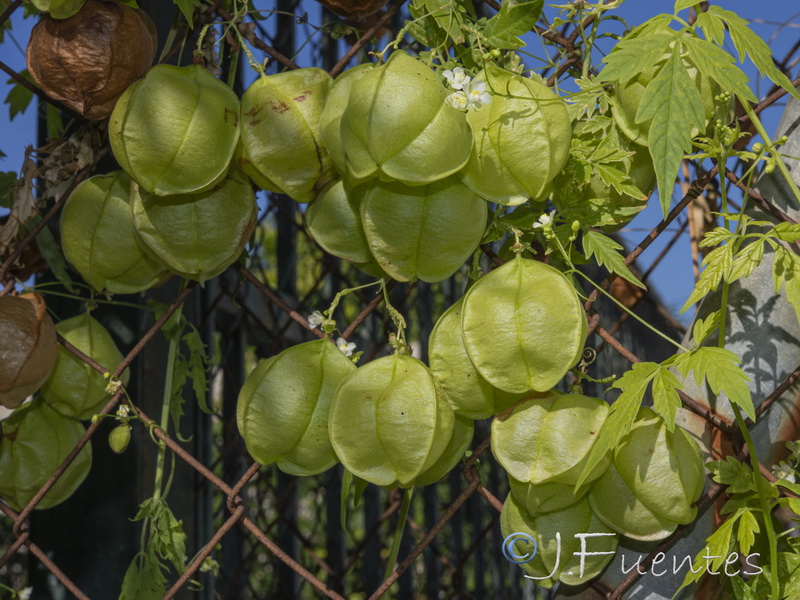 Cardiospermum halicacabum.05