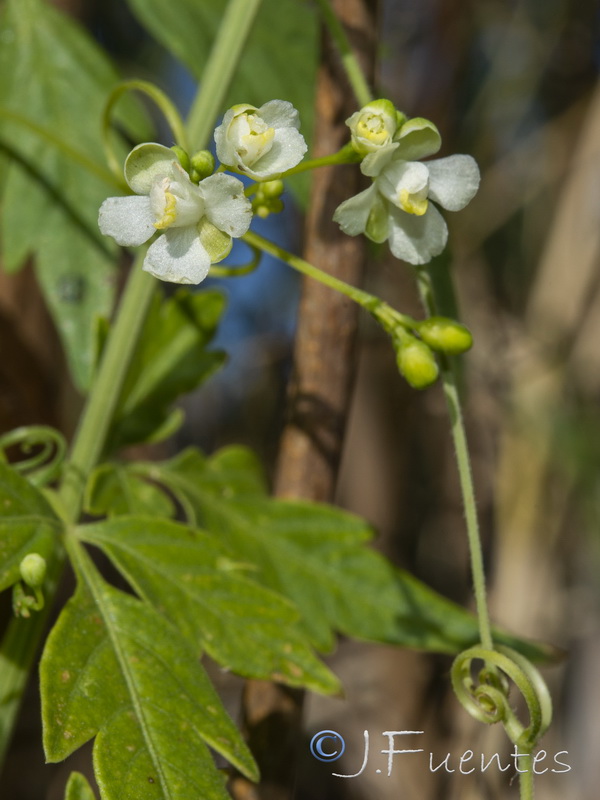 Cardiospermum halicacabum.06