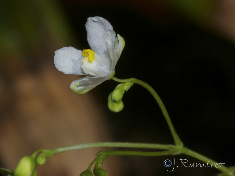 Cardiospermum halicacabum.07