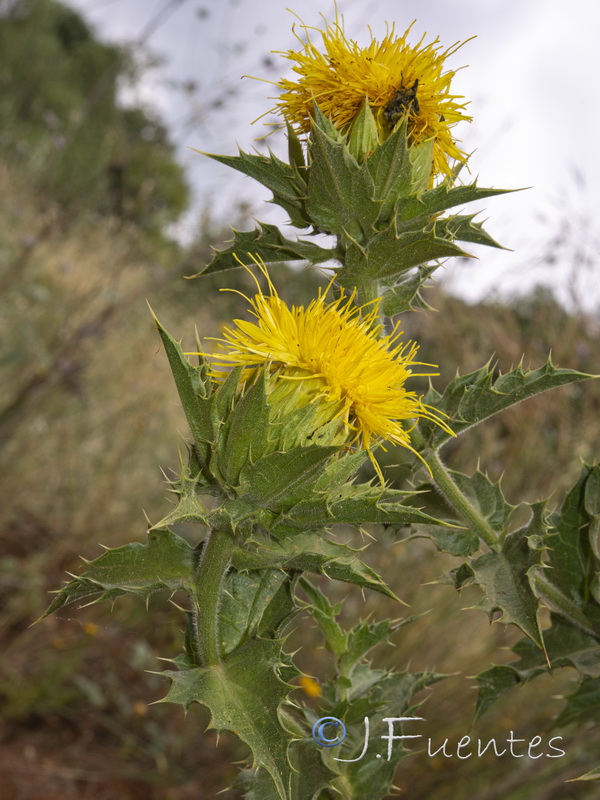 Carduncellus arborescen.03