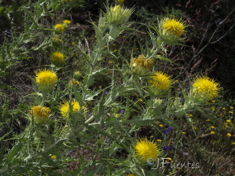 Carduncellus arborescen.12