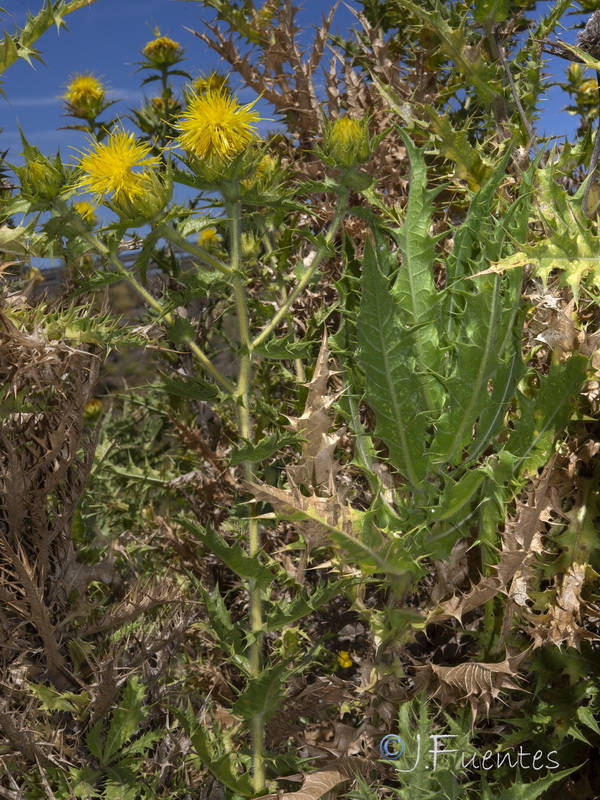 Carduncellus arborescen.13