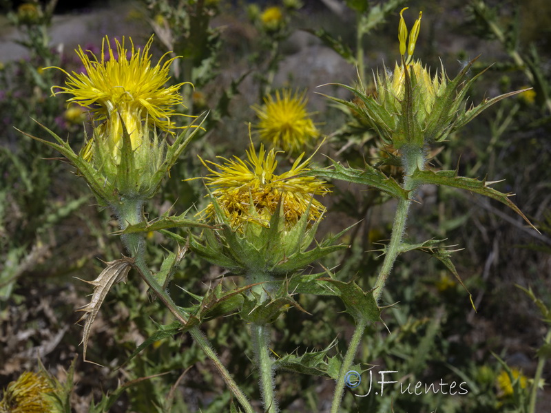 Carduncellus arborescen.14