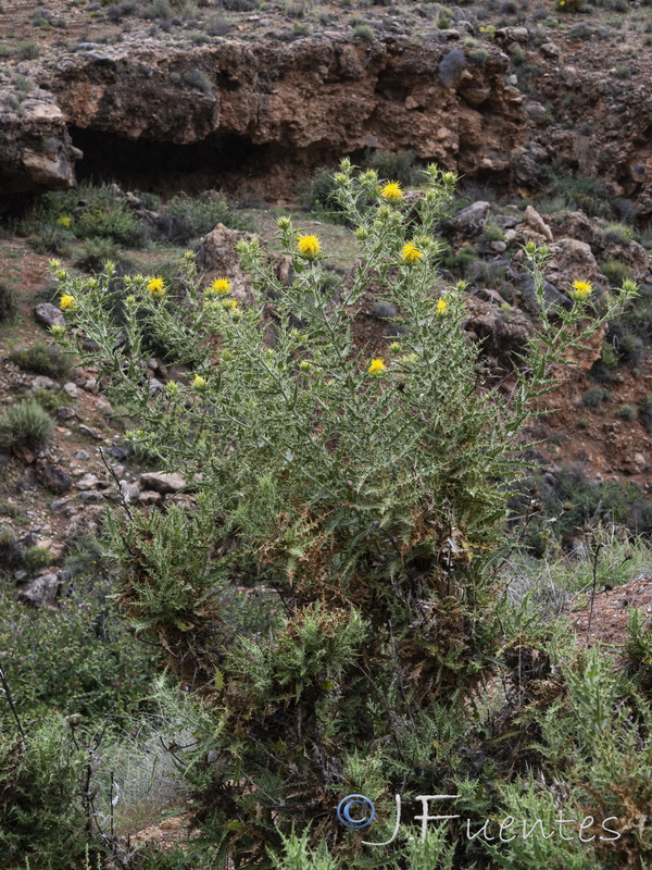 Carduncellus arborescens.04