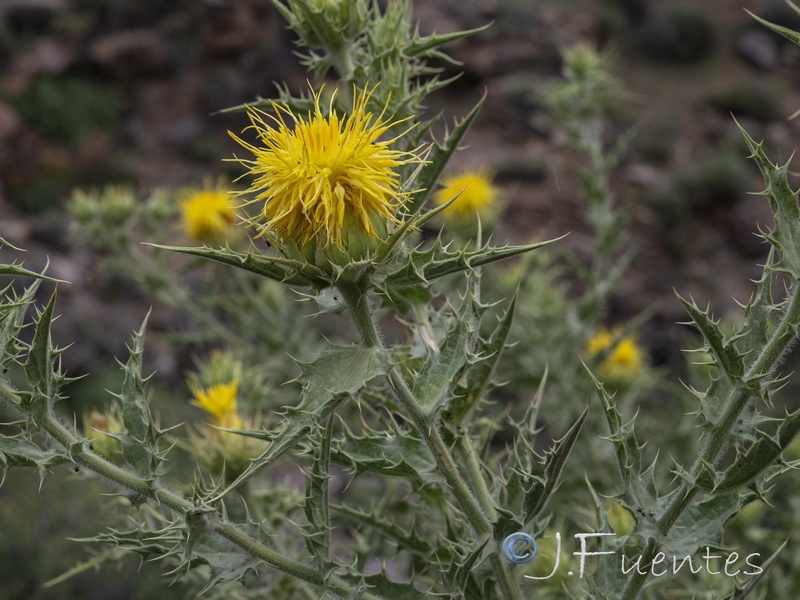 Carduncellus arborescens.06