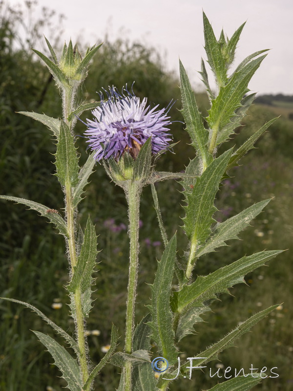 Carduncellus caeruleus.04