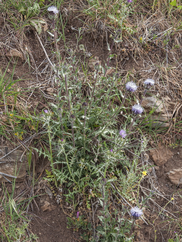 Carduncellus caeruleus.06