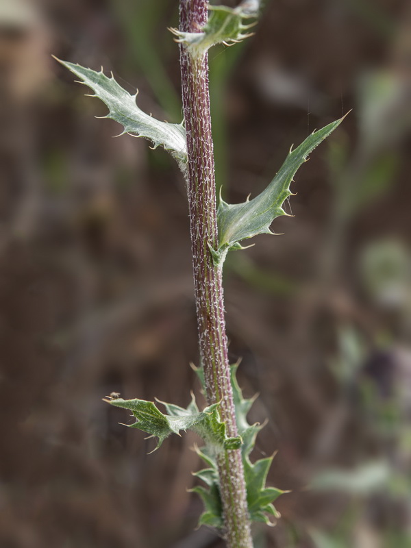 Carduncellus caeruleus.09