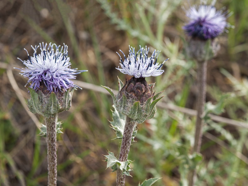 Carduncellus caeruleus.12