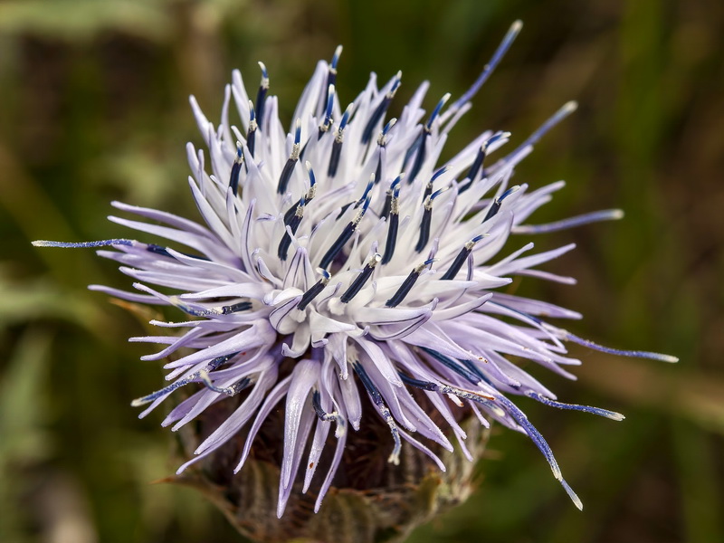 Carduncellus caeruleus.14