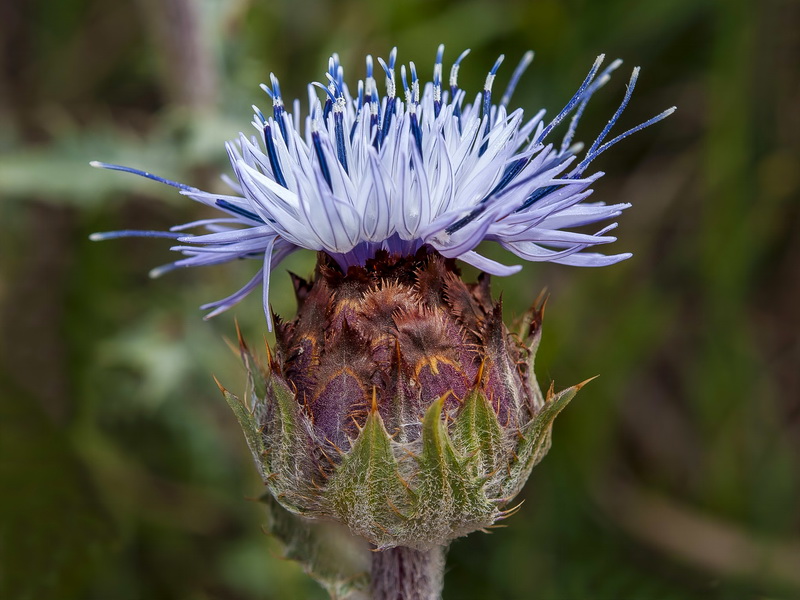 Carduncellus caeruleus.15