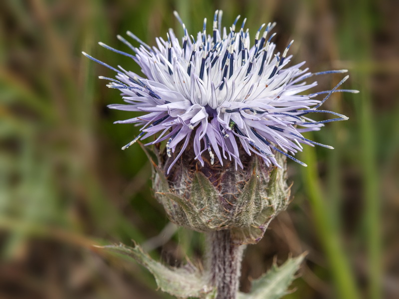 Carduncellus caeruleus.16