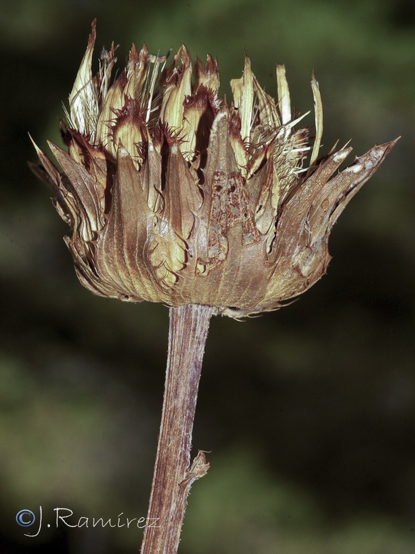 Carduncellus caeruleus.20