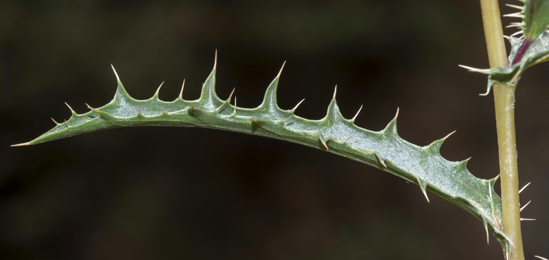 Carduncellus hispanicus.07