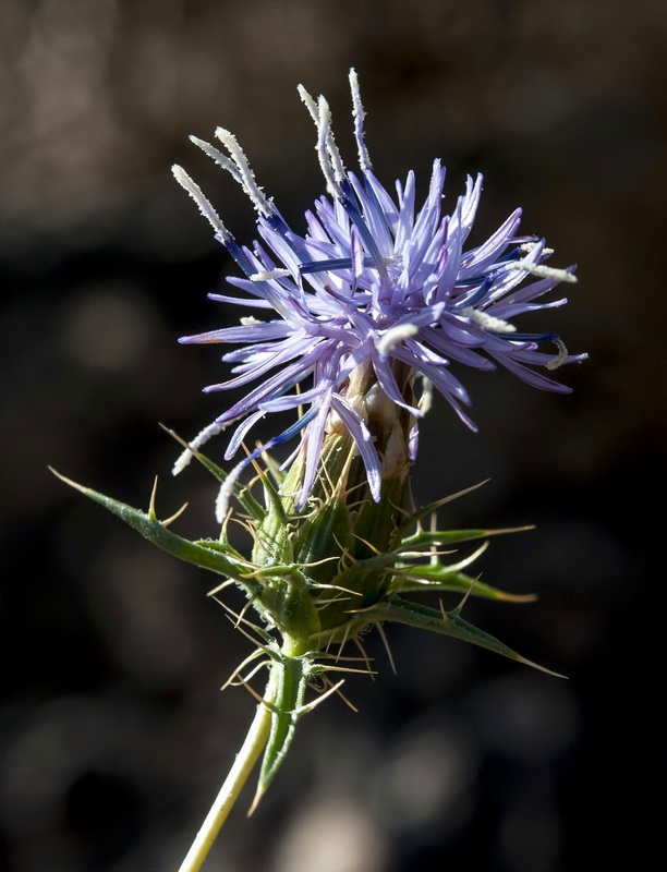 Carduncellus hispanicus.16