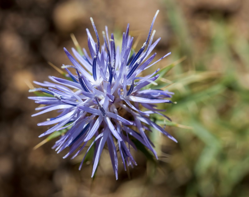 Carduncellus hispanicus.18