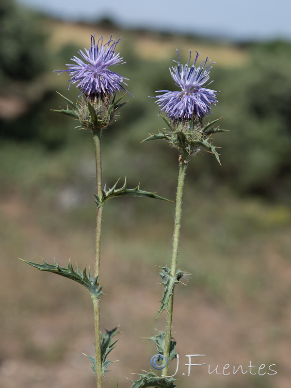 Carduncellus hispanicus hispanicus.29