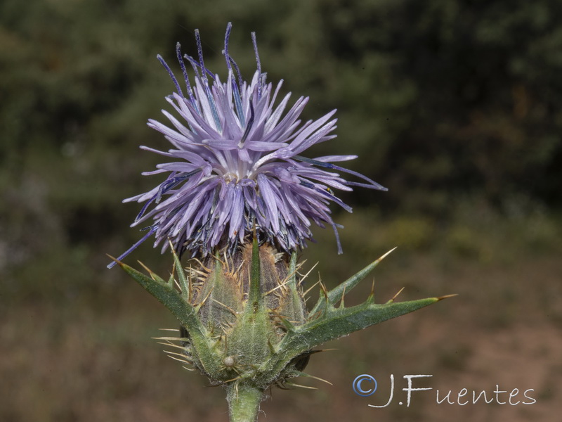 Carduncellus hispanicus.20