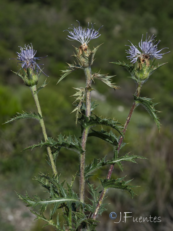 Carduncellus hispanicus intercedens01