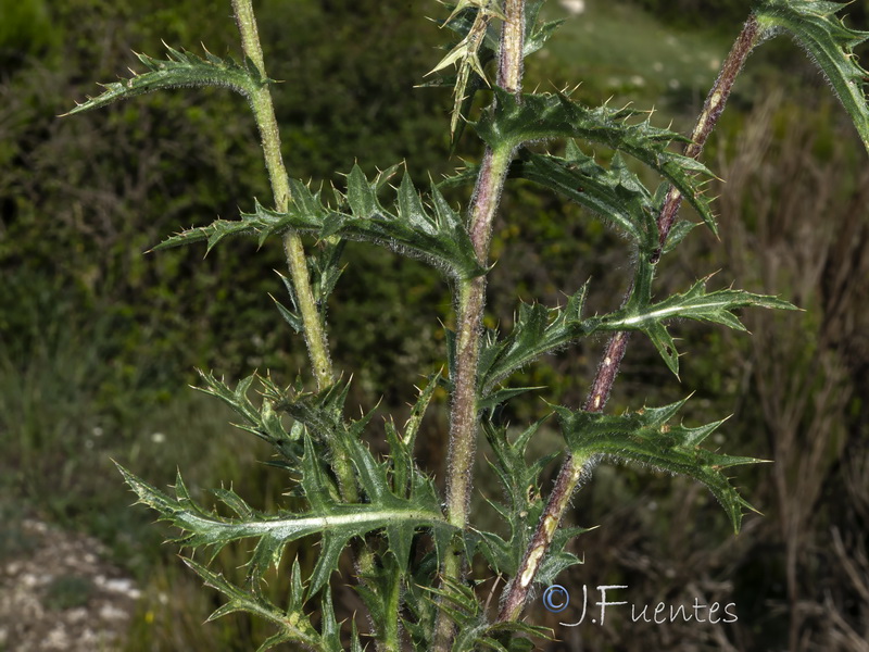 Carduncellus hispanicus intercedens02