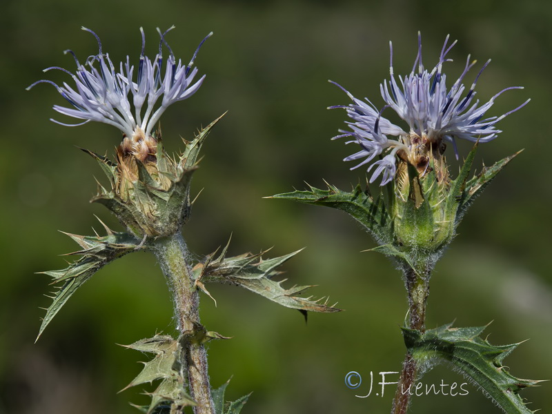 Carduncellus hispanicus intercedens03