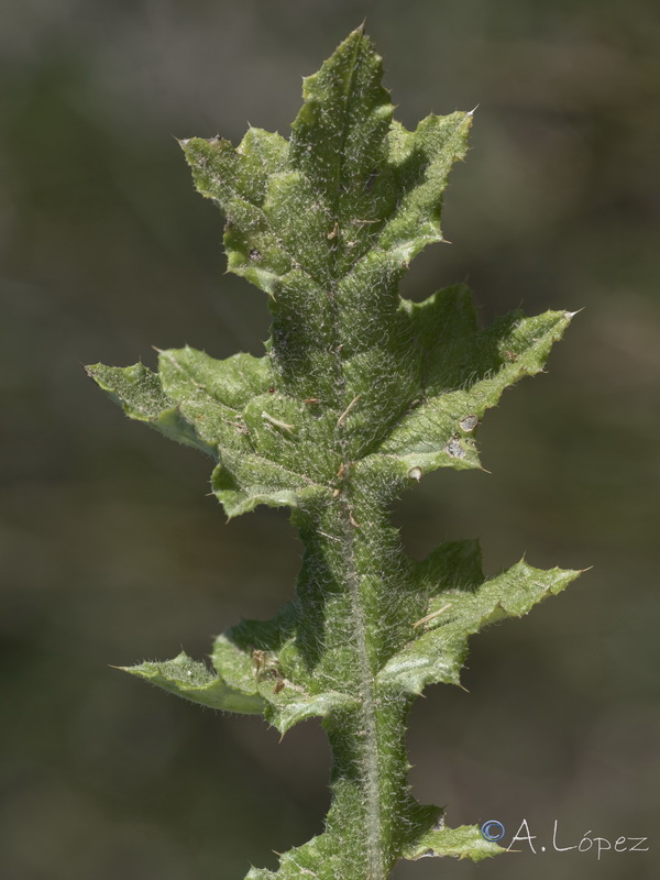 Carduus acicularis.06