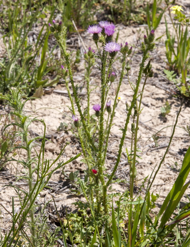Carduus bourgeanus.01