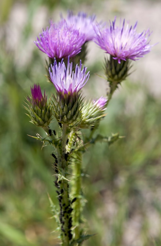 Carduus bourgeanus.05