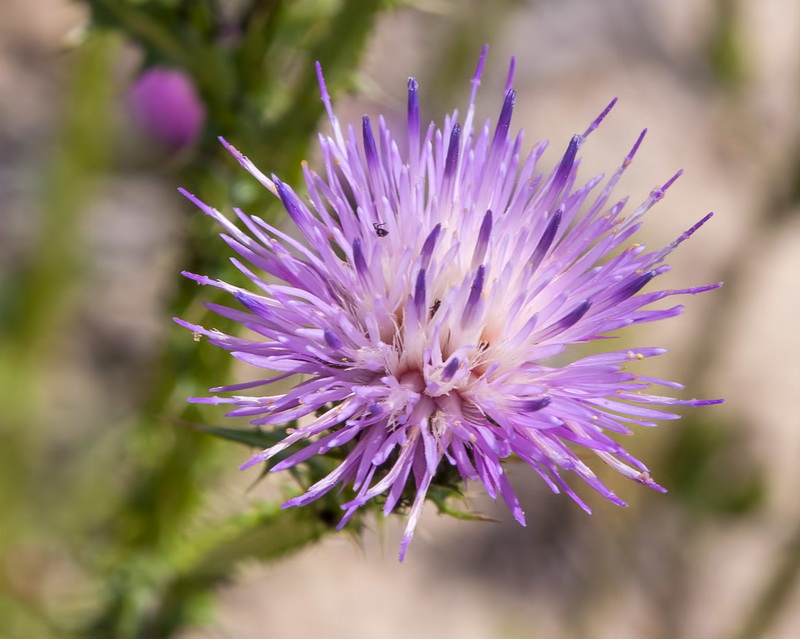 Carduus bourgeanus.10