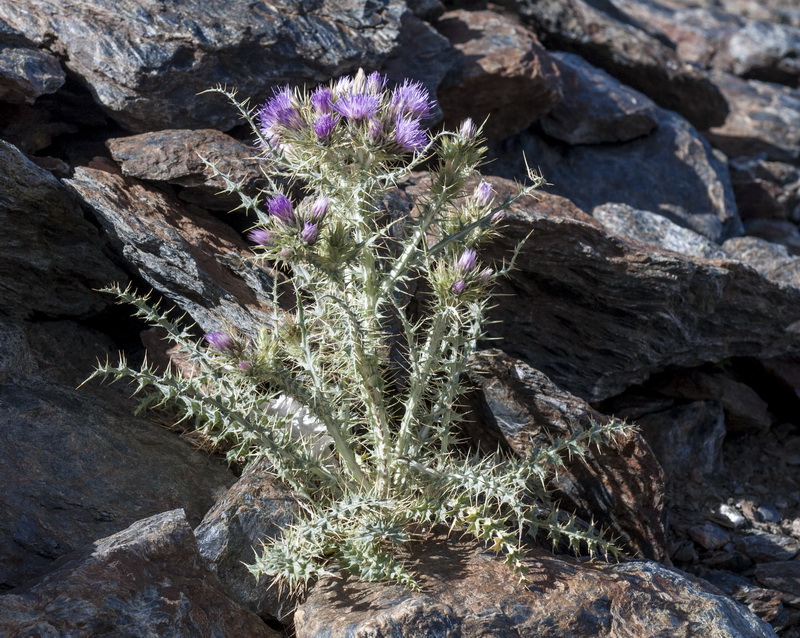 Carduus carlinoides hispanicus.02