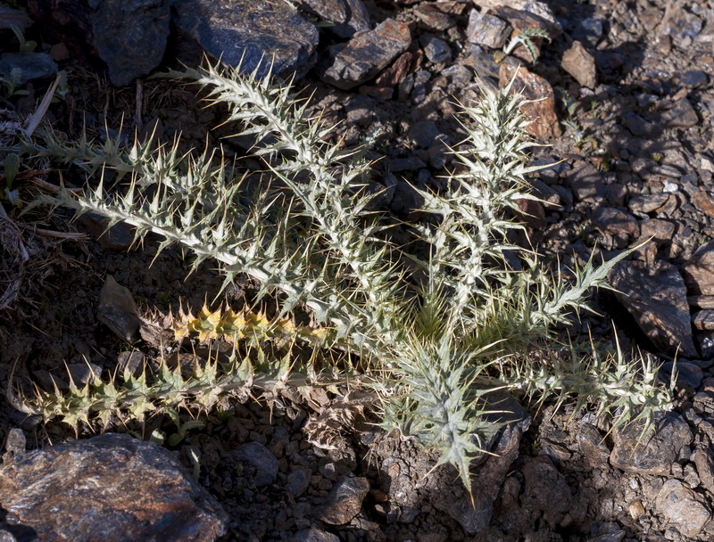 Carduus carlinoides hispanicus.06