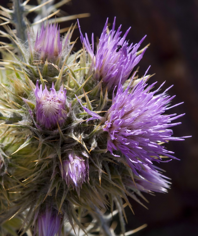 Carduus carlinoides hispanicus.10