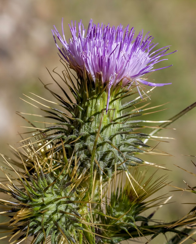 Carduus carlinoides hispanicus.12