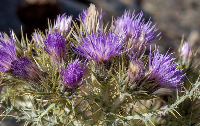 Carduus carlinoides hispanicus.14