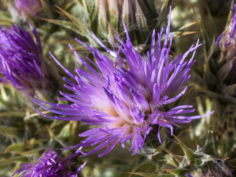 Carduus carlinoides hispanicus.15