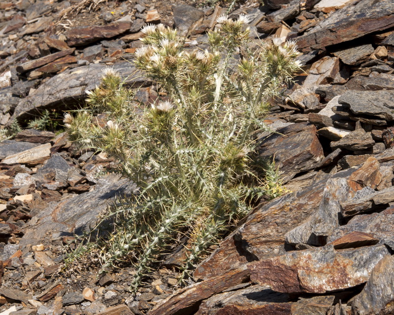 Carduus carlinoides hispanicus.17