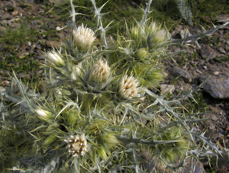 Carduus carlinoides hispanicus.19