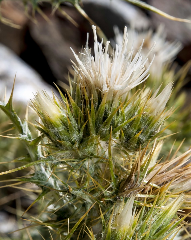 Carduus carlinoides hispanicus.24