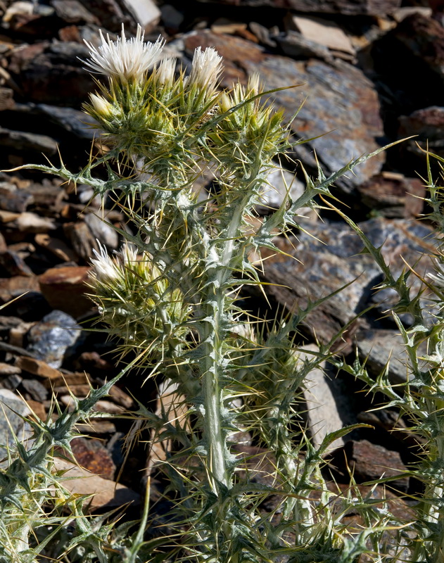 Carduus carlinoides hispanicus.25