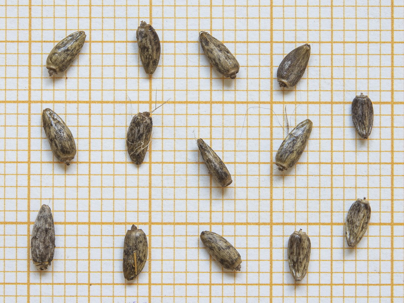 Carduus carlinoides hispanicus