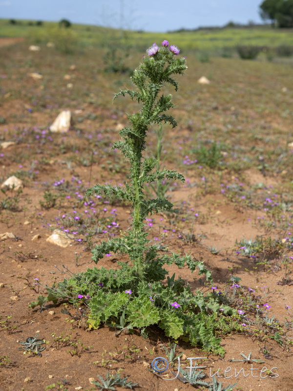 Carduus meonanthus meonanthus.01