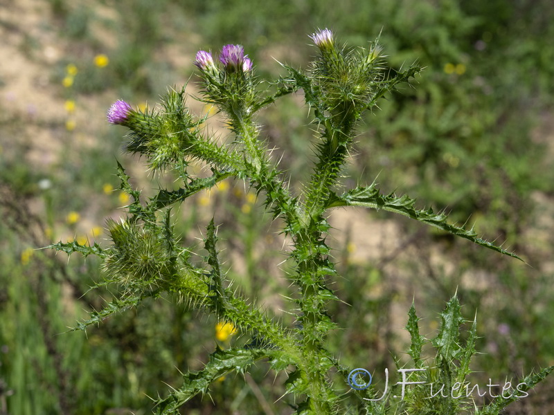 Carduus meonanthus meonanthus.05