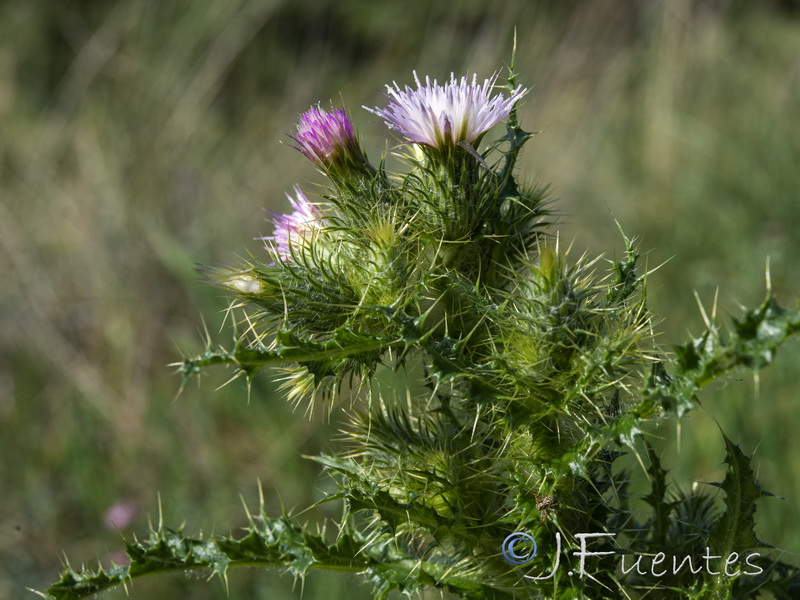 Carduus meonanthus meonanthus.06