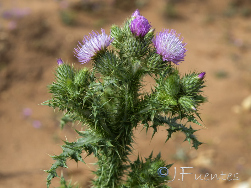 Carduus meonanthus meonanthus.07